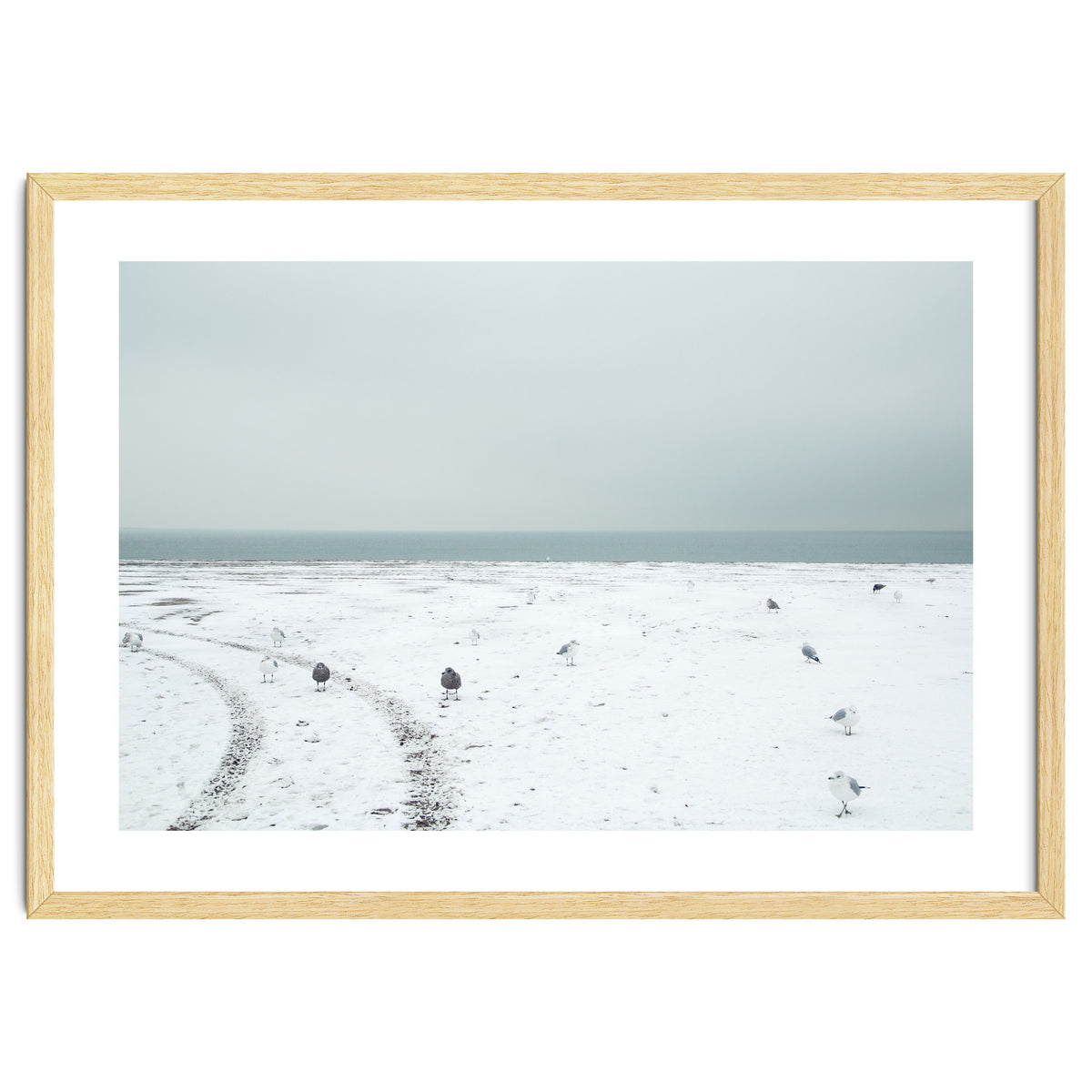 Seagulls in the winter snow beach