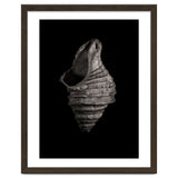 Shells No 2 thumbnail