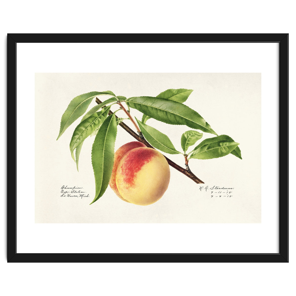Royal Charles Steadman – Peach Twig (Prunus persica) (1918)