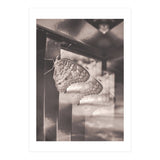Evolving | Sepia (Print Only) thumbnail
