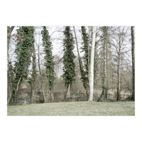 Sole white birch in the trees (Print Only)