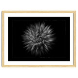 Backyard Flowers In Black And White No 20 Flow Version with Border thumbnail