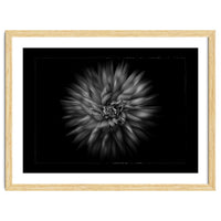 Backyard Flowers In Black And White No 20 Flow Version with Border