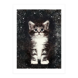 Bicolor Cute Kitten Portrait (Print Only) thumbnail