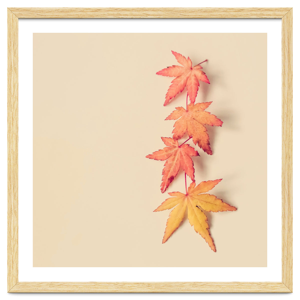 Maple In Pastel
