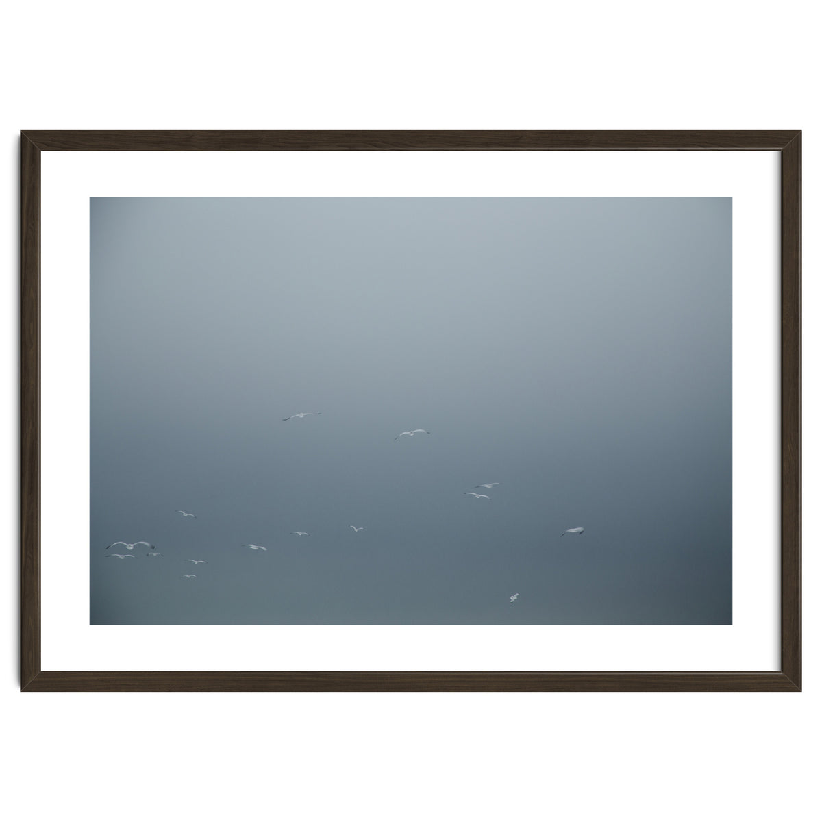 Flying Segulls in thet winter sky