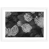Hydrangeas | Black & White Landscape thumbnail