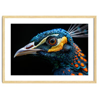 Close Up Of A Peacock Bird Head Eye