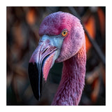 Close Up Of A Pink Flamingo Bird Face (Print Only) thumbnail