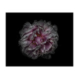 Backyard Flowers No 118 Color Version (Print Only) thumbnail