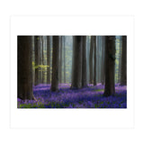 Bluebell forest (Print Only) thumbnail