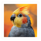 Cockatiel Parrot Close Up  (Print Only) thumbnail