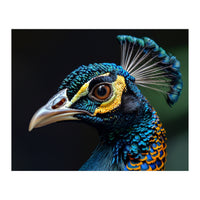 Close-up of a Peacock’s Head (Print Only)