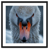 Close Up Of A Swan's Face With Water Droplets thumbnail