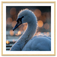 Close-up Shot of a Swan with Water Droplets