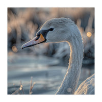 Close Up Of A Swan Covered In Frost (Print Only)