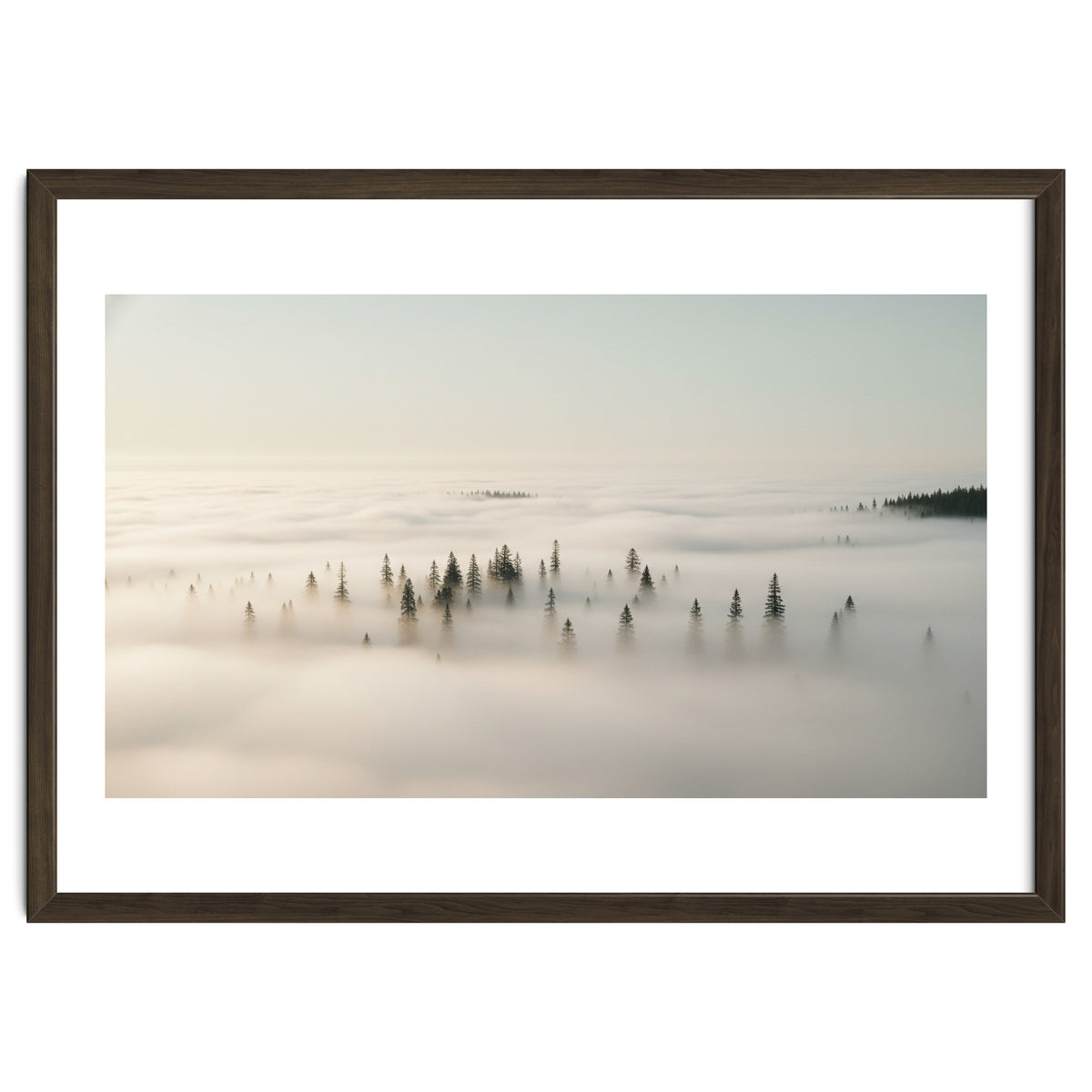 Misty Peaks: Pine Forest Above the Clouds