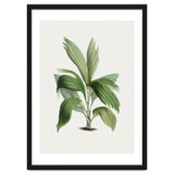 Areca Palm (Hand Drawn Botanical Illustration) thumbnail