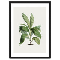 Areca Palm (Hand Drawn Botanical Illustration)