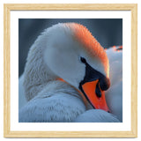Close Up Of A White Swan With Water Droplets thumbnail