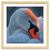 Close Up Of A White Swan With Water Droplets