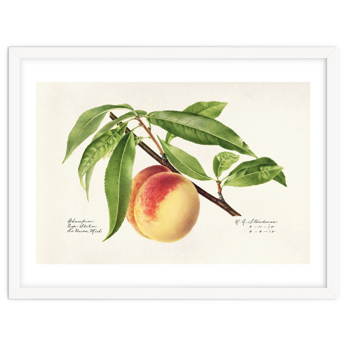 Royal Charles Steadman – Peach Twig (Prunus persica) (1918)