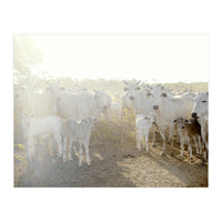 LIVING TOGETHER - WHITE COWS FAMILY (Print Only)
