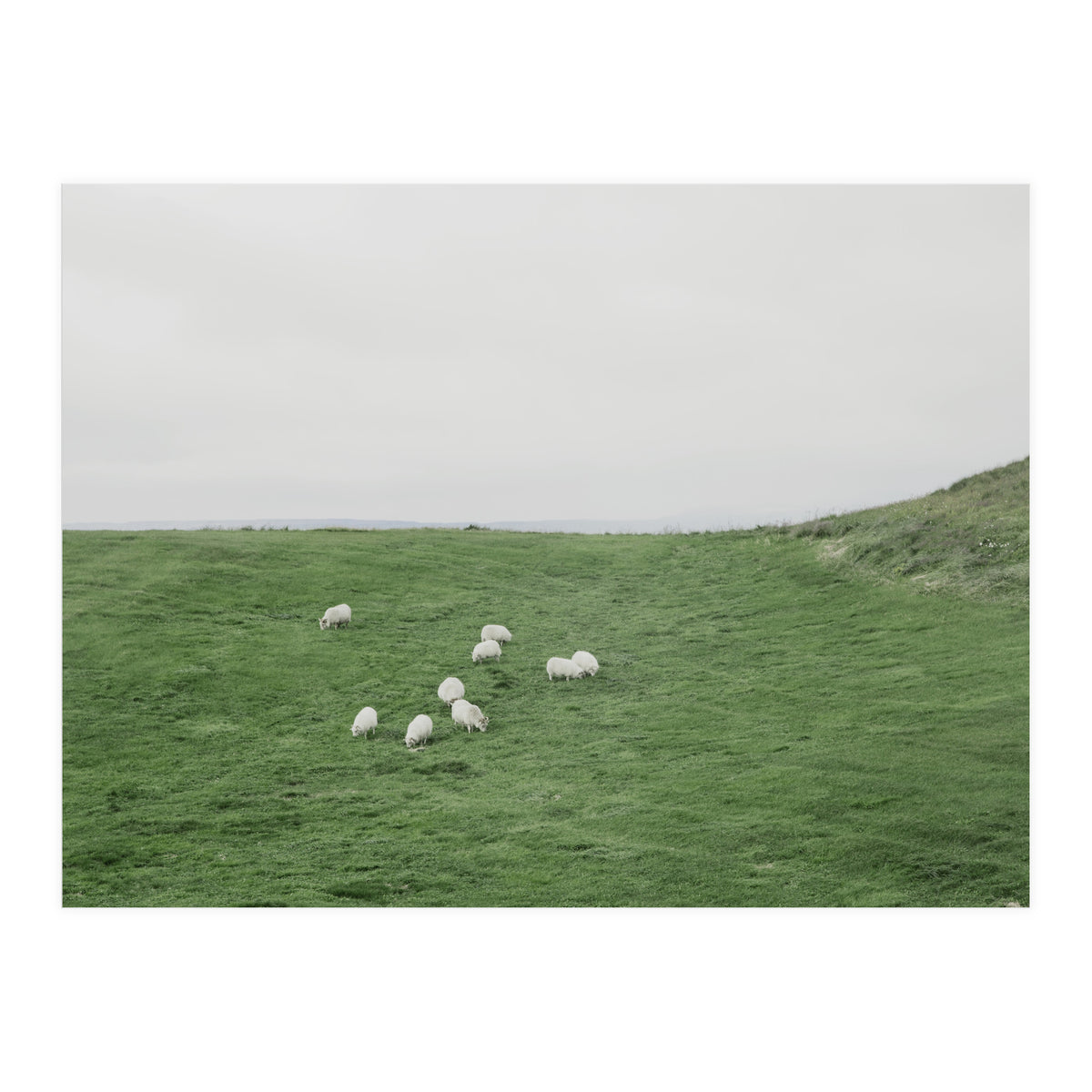 A flock of Sheep in the Green Hill - Iceland  (Print Only)