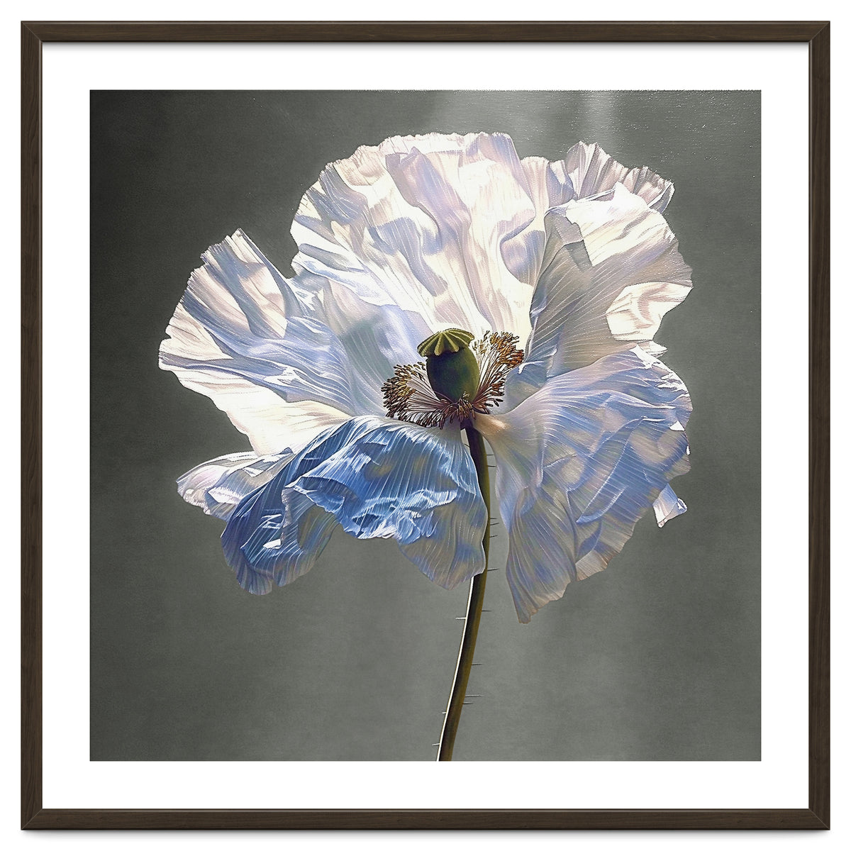 Shirley Poppy | Morning Silk