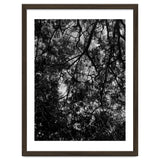 Tree From Below Black Silhouette thumbnail