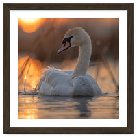 Majestic Swan Swimming At Sunrise Serene Water