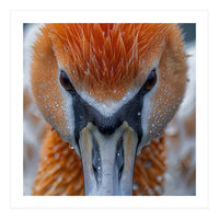 Close Up Of A Pelican's Beak With Water Droplets (Print Only)