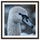 Close Up Of A Swan Head Covered In Water Droplets thumbnail