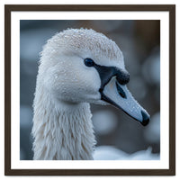 Close Up Of A Swan Head Covered In Water Droplets