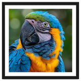 Close Up Blue And Yellow Macaw Parrot Face thumbnail