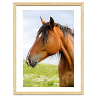 Horse Portrait