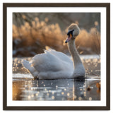 Majestic Swan On Calm Water During Sunset Nature Scene thumbnail