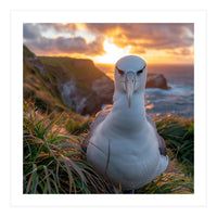 Albatross Bird On Grassy Cliff At Sunset (Print Only)