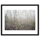 Lost in the birch forest thumbnail