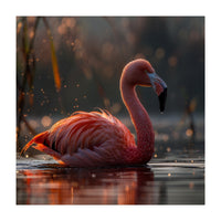 Pink Flamingo Swimming In Sunlight Water (Print Only)