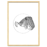 The Fascinating Cuttlefish thumbnail