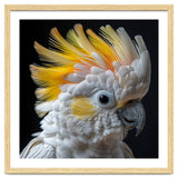 Close Up Of A Cockatoo With Yellow Crest thumbnail
