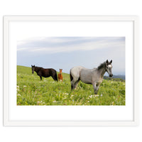 Equine Family