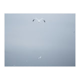 A flying seagull in the winter sky (Print Only) thumbnail