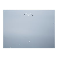 A flying seagull in the winter sky (Print Only)