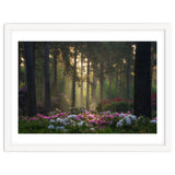 Rhododendron forest thumbnail