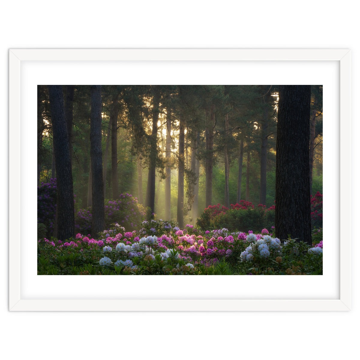 Rhododendron forest