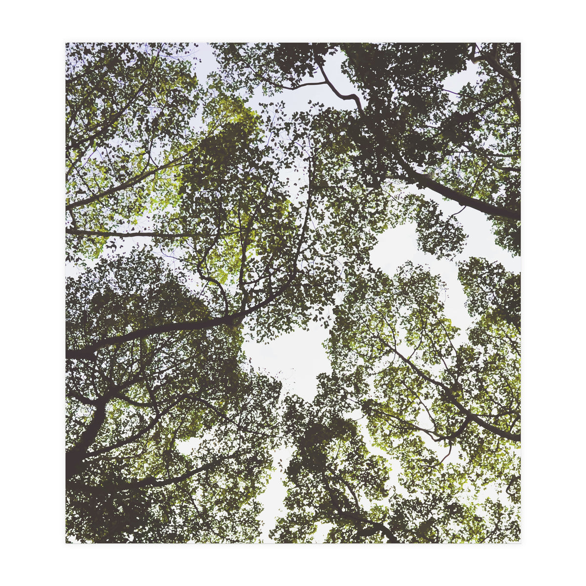 Mother Nature (Print Only)