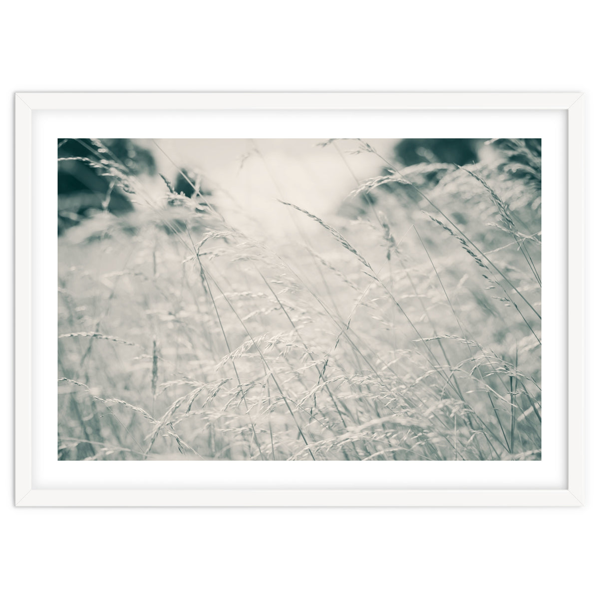 Walking Through Long Grass