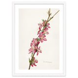 Royal Charles Steadman – Peach (Prunus persica) (1924) thumbnail